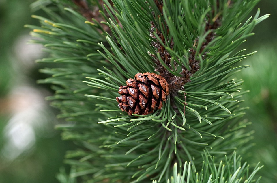 pine-2988599_960_720.jpg