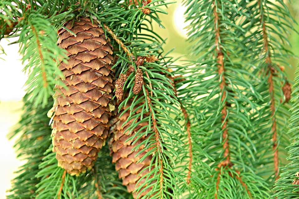 pine-cones-2736677_960_720